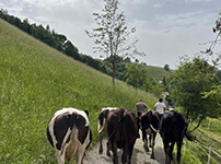 ranch vaghezza